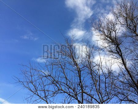 A Dried Tree Against A Blue Sky On A Summer Day.