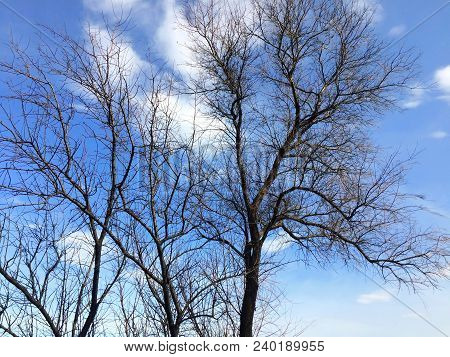 A Dried Tree Against A Blue Sky On A Summer Day.