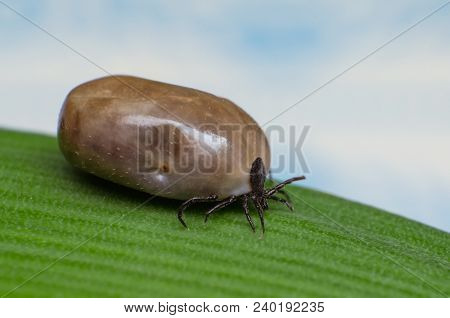 Filled With Blood The Tick Sits On A Green Leaf.