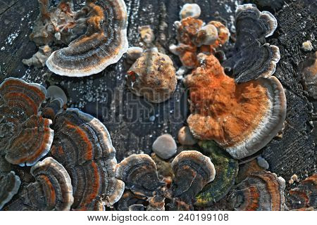 Multicolored Wood Mushrooms On Old Stump Close-up