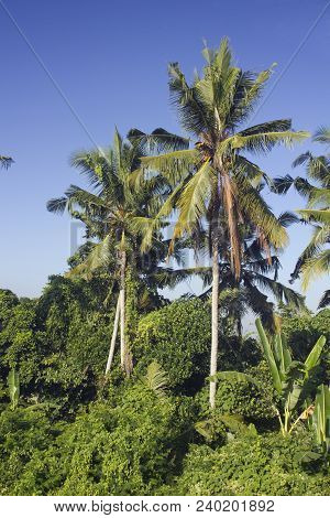 Coconut Palm Trees And Forest On Bali Indonesia