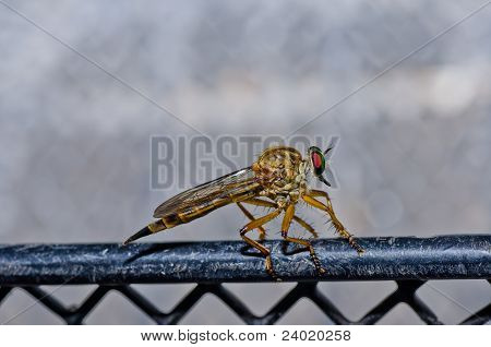 Robberfly na natureza verde