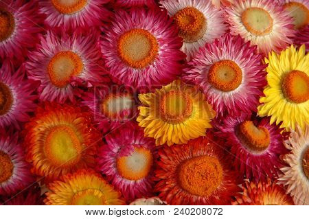 Colorful Flowers,flowers Frame ,there Are Flowers That Bloom In The Winter Season Flowers