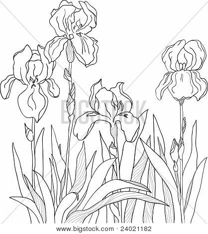 Iris.