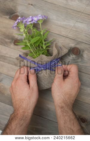 Men's Hands Tie Purple Bow On Flower Pot With Little Purple Flowers Decorated With Burlap Fabric. Wo