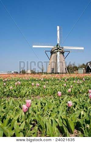 Vindmølle & tulipaner