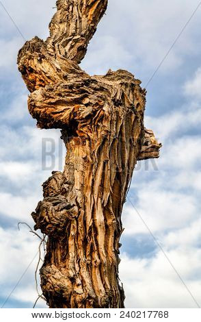a trunk of an old twisted cottonwood tree against cloudy sky on a desert in Utah