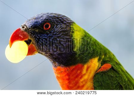 Rainbow Lorikeet (trichoglossus Moluccanus) With A Grape In His Beak