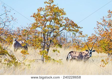 Oryx Hiding In The Bush. Wildlife Safari In The Mapungubwe National Park, Travel Destination In Sout