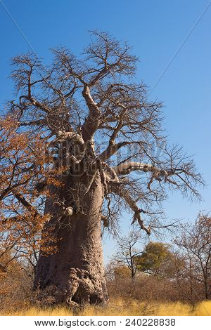 Baobab Plant And Moon In The African Savannah With Clear Blue Sky. Botswana, One Of The Most Attract