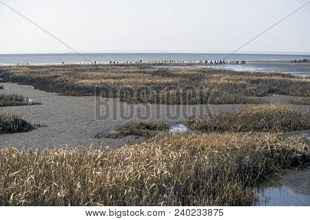 The Danish Part Of The Wadden Sea National Park. Close To Causeway To The Island Of Mando.