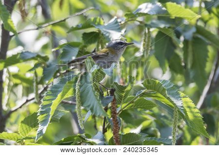 Melodious Warbler Bird On Tree, Hippolais Polyglotta