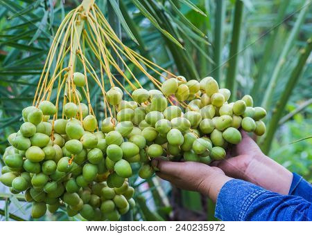 Dates In Hands On A Palm Tree.