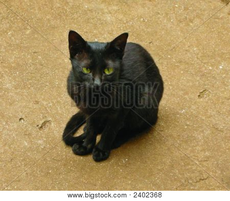BLACKCAT