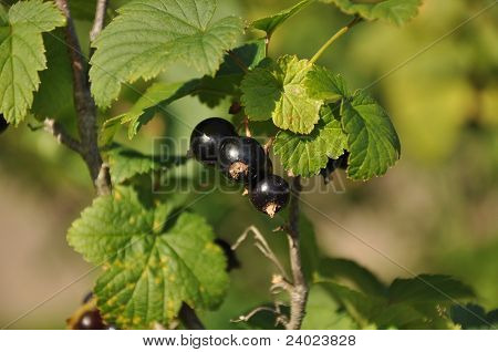 Bacche di ribes nero su ramo