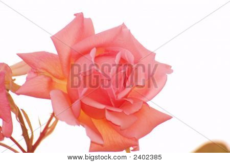 Skolepige Rose