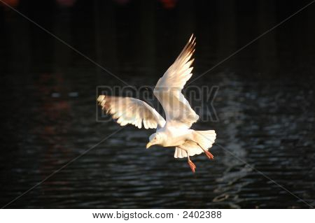 Flyvetur Over Dart