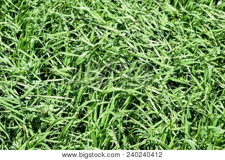 Young Wheat Green On The Field, Background Texture Of Grass