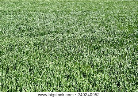 Young Wheat Green On The Field, Background Texture Of Grass