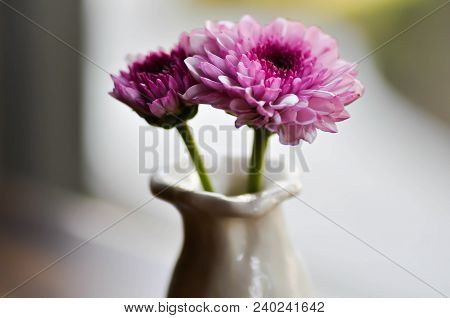 Purple Flower Or Chrysanthemum Or Dendranthemum Grandifflora Flower