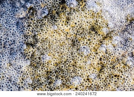 Bubbles Of Air In Mud And Silt Under Water. Background Of Bubbles, Surface Texture