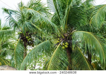 Coconut Palm Tree With Ripe And Tender Nuts, Surrounded By Lush Green Leaves