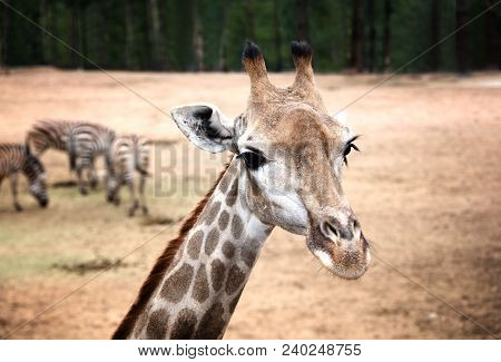 Close Up Portrait Of Cute Giraffe With Zebras In Backround