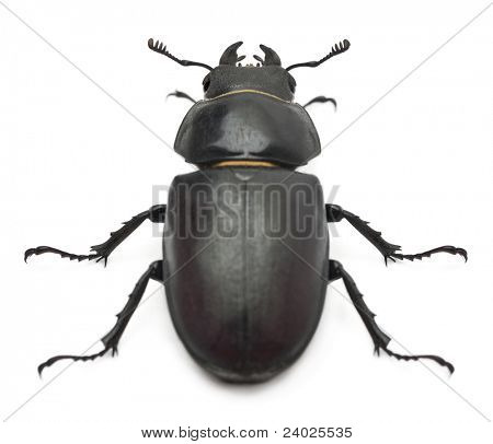 Naisten Lucanus cervus tunnetuimpien lajien stag beetle edessä valkoisella taustalla