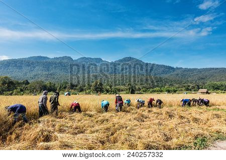 Farmers Harvest Rice.