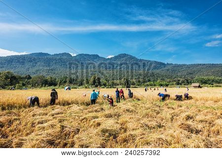 Farmers Harvest Rice.
