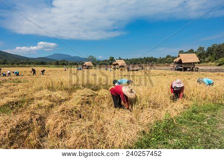 Farmers Harvest Rice.