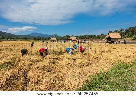 Farmers Harvest Rice.
