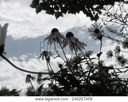 De Saturated Wild Mountain Daisies With Backdrop Of Sky And Clouds