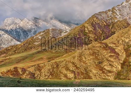 Slopes Of Mountains With Trees And Bright Purple Flowers Of Ledum And With Snow On Tops In The Early