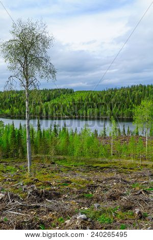 Landscape Of The Kuntijarvi Lake, Near Kuusamo, Finland