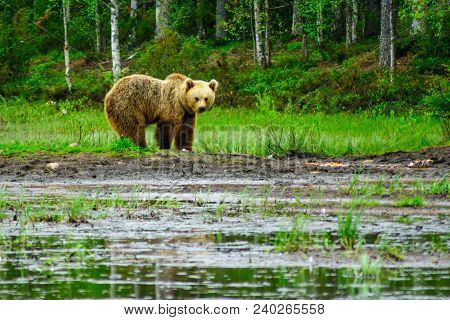 View Of A Female Brown Bear, In Kuusamo Region, Finland