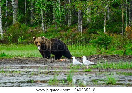 View Of A Male Brown Bear, In Kuusamo Region, Finland