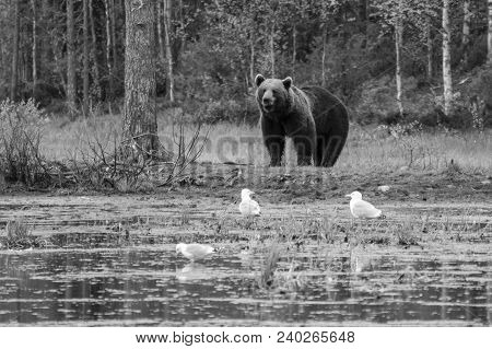View Of A Male Brown Bear, In Kuusamo Region, Finland