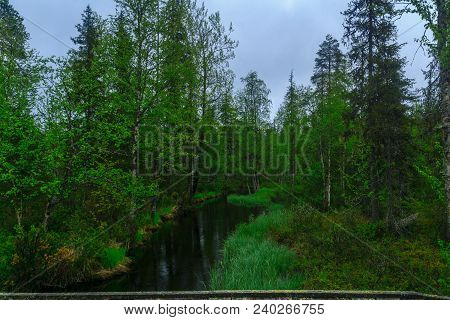 Stream And Forest Along The Rykimakero Trail, In Pyha-luosto National Park, Lapland, Finland