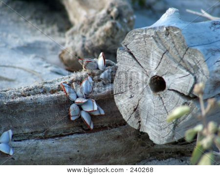 Rurer på Driftwood