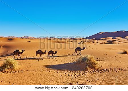 Camel Caravan Going Through The Sand Dunes In The Sahara Desert. Morocco, Africa