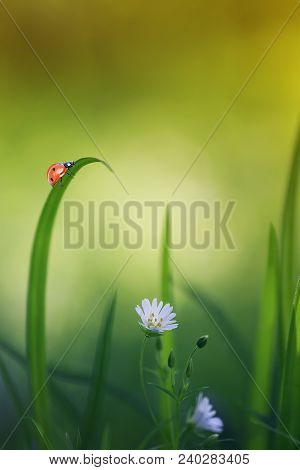 Natural Background With Little Ladybug Crawling On Green Grass On A Blossoming Spring Meadow On A Su