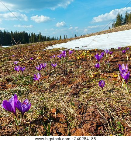 Colorful Blossoming Purple Crocus Heuffelianus (crocus Vernus) Alpine Flowers On Spring Carpathian M