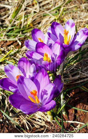 Colorful Blooming Purple Violet Crocus Heuffelianus (crocus Vernus) Alpine Flowers On Spring Carpath