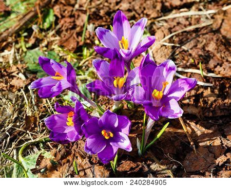 Colorful Blooming Purple Violet Crocus Heuffelianus (crocus Vernus) Alpine Flowers On Spring Carpath