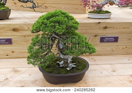 Bonsai - Chinese Juniper (juniperus Chinensis). Age - About 50 Years. Exhibition Of Bonsai In Apteka