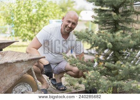 A Man Is Planting A Christmas Tree. Man Planting Small Christmas Tree In Silty Soil Ground With Bare