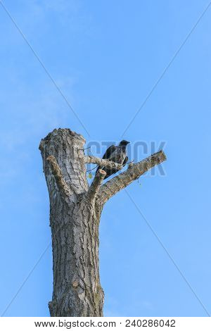 The Raven Sits On A Fallen Tree Against The Blue Sky.
