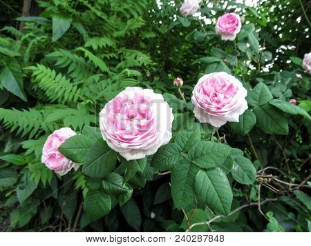 Three Tender Pink Flowers Of The Rose Of 