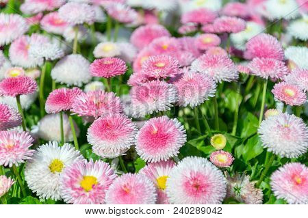 Field Of White And Pink Bellis Pomponette.